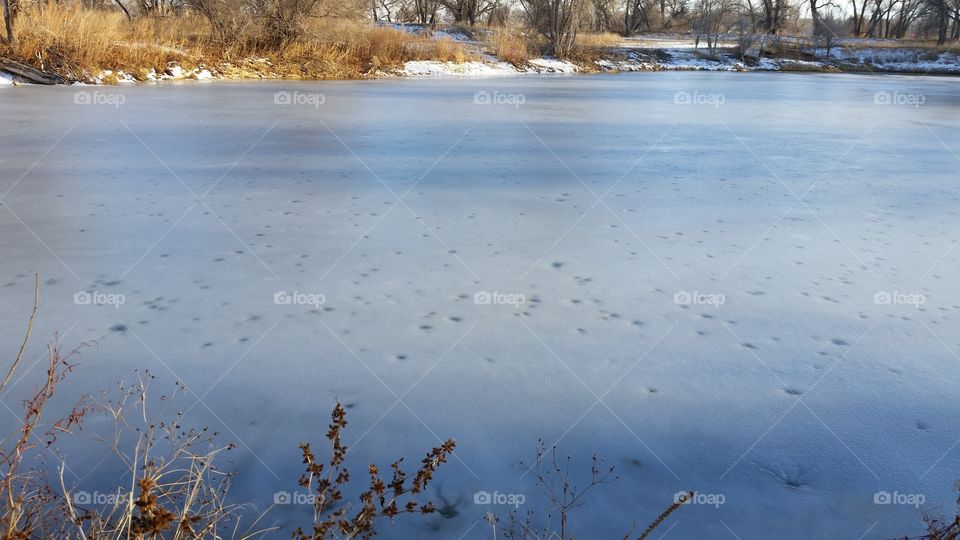 Frozen Pond