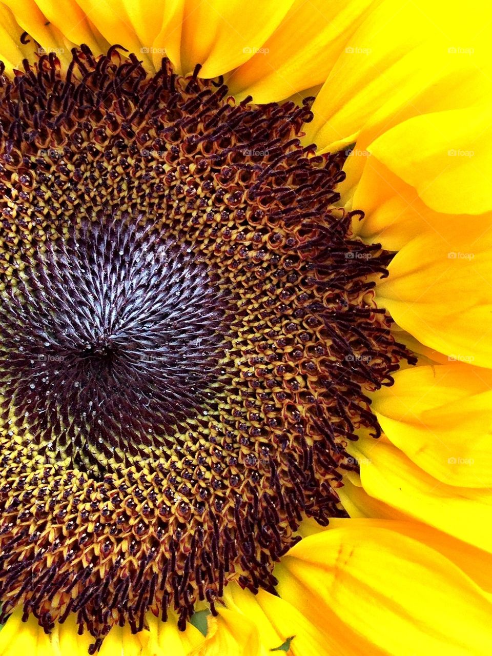 Extreme close up of sunflower