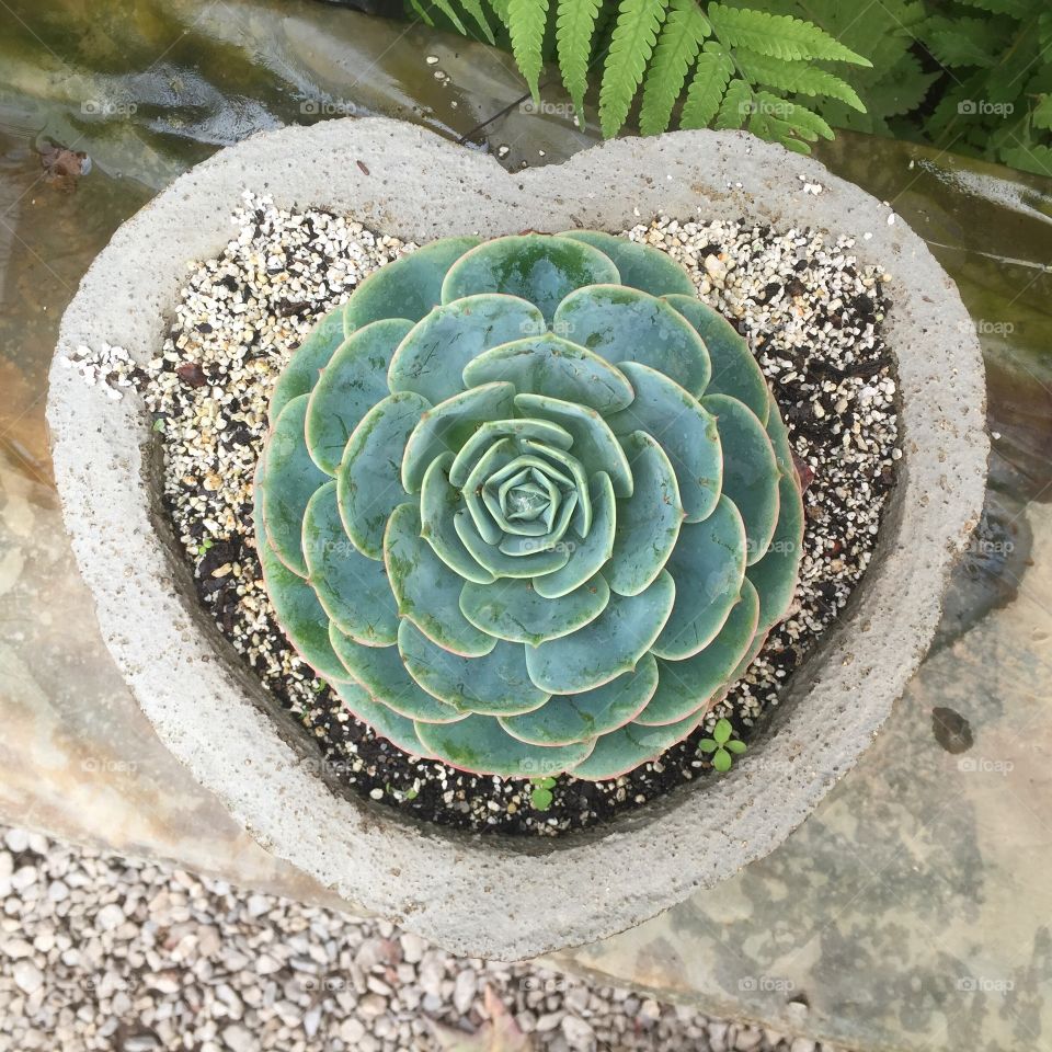 Succulent in a heart shaped planter
