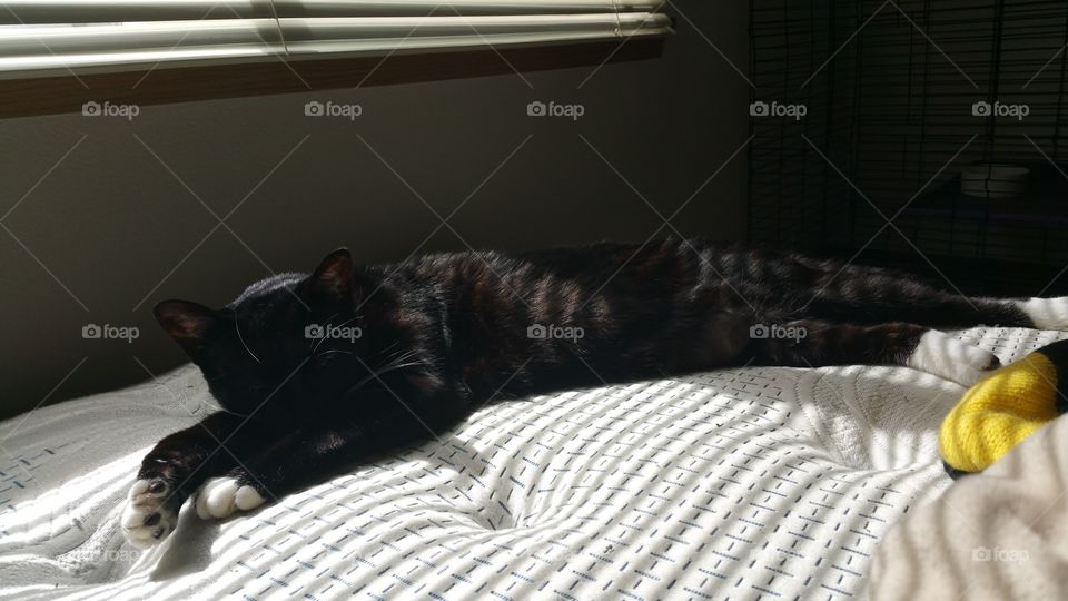 Sunbathing sleeping cat