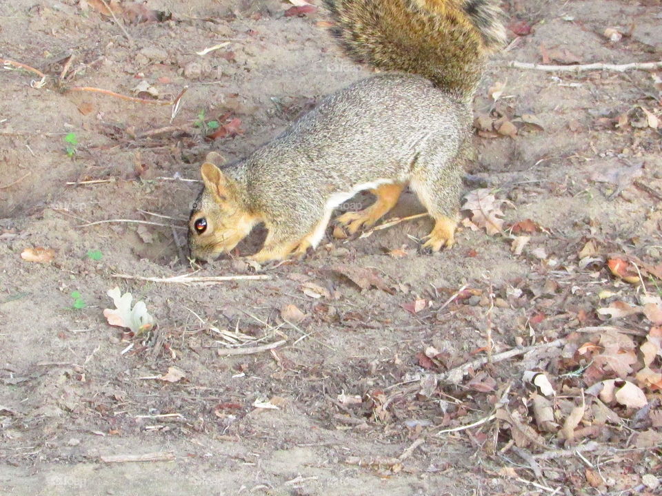 squirrel