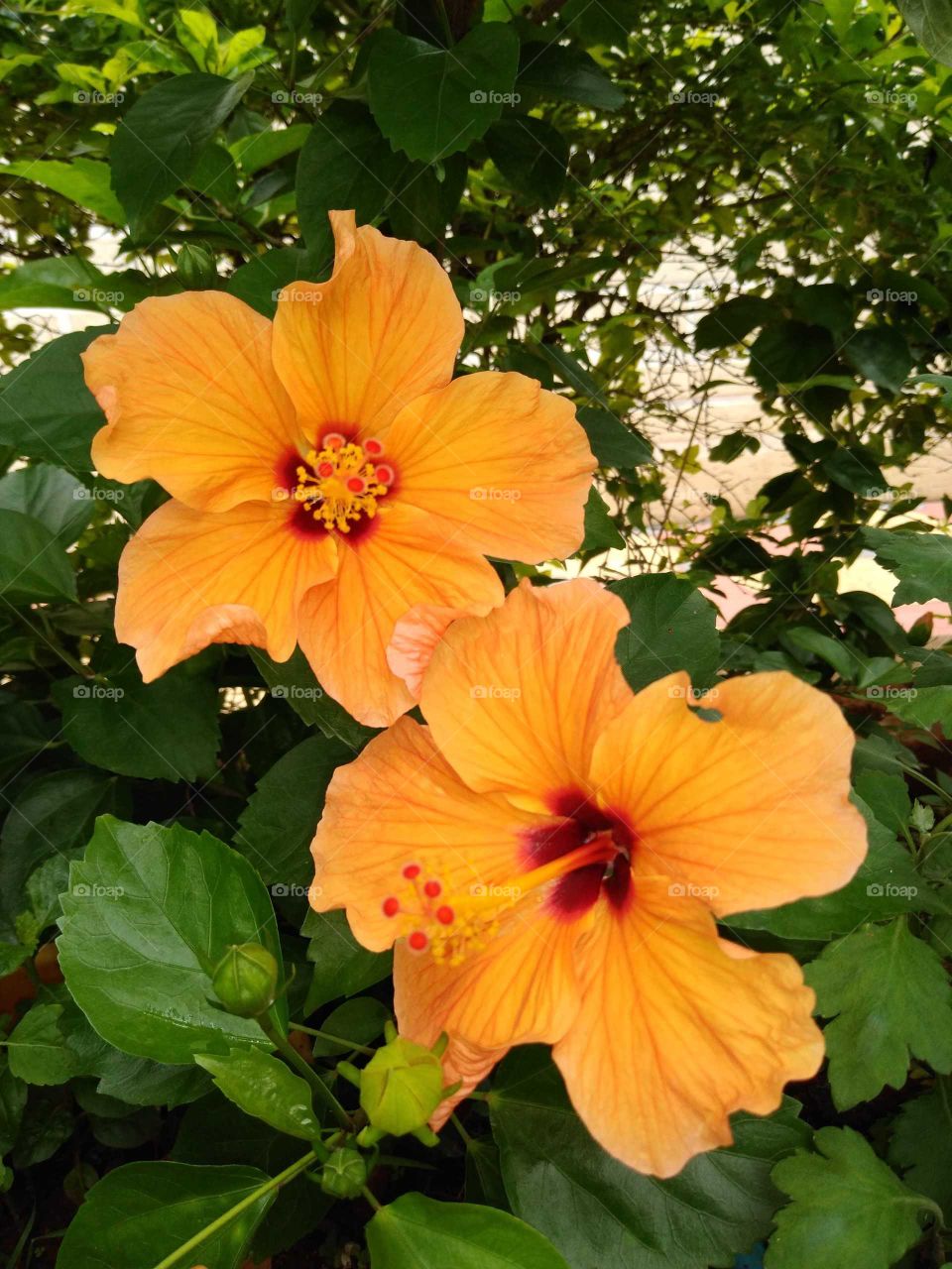 two beautiful hibiscus flowers in my garden