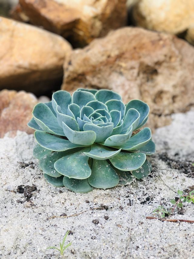 Suculenta 
