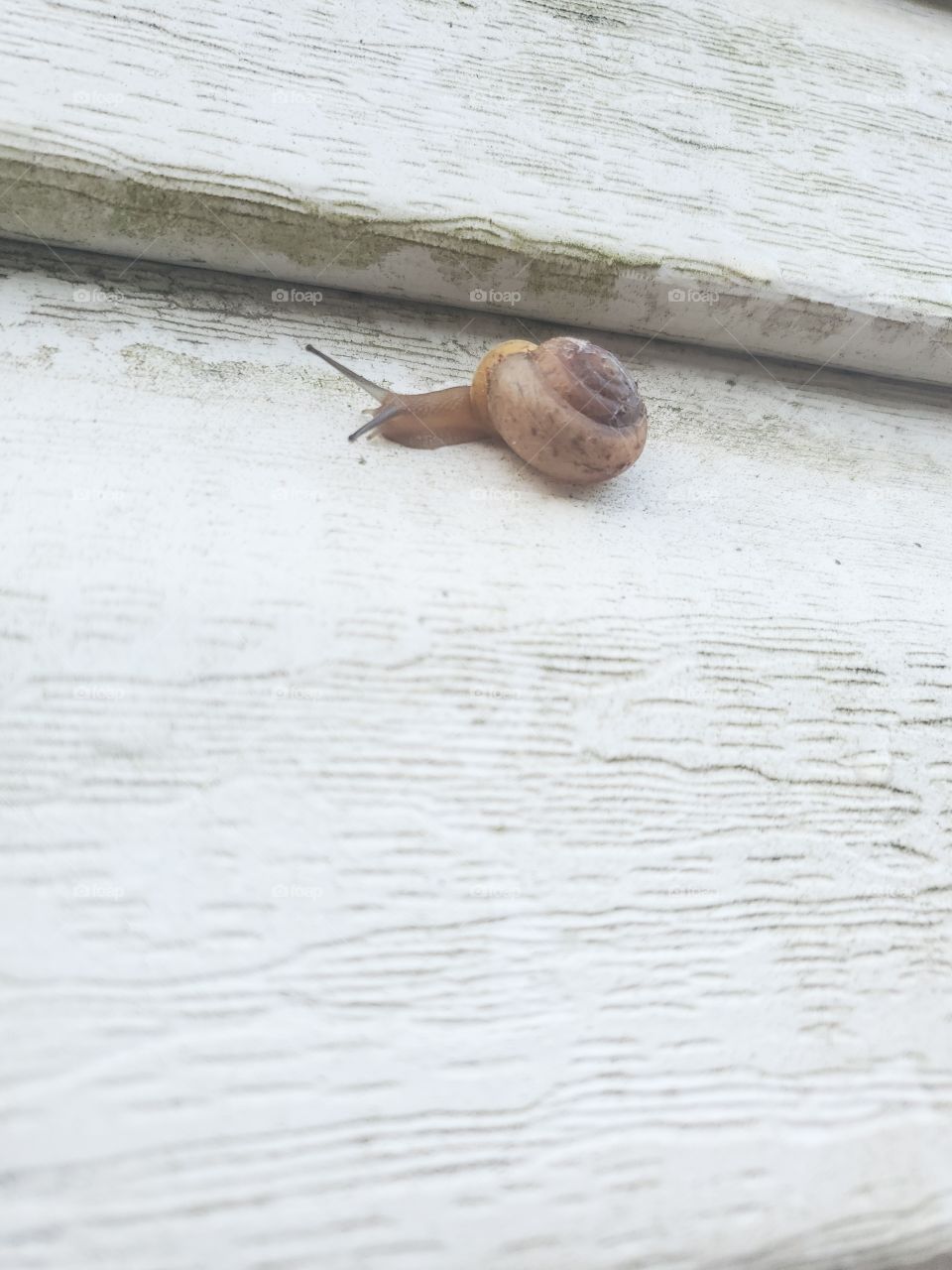 snail life cruisin'
