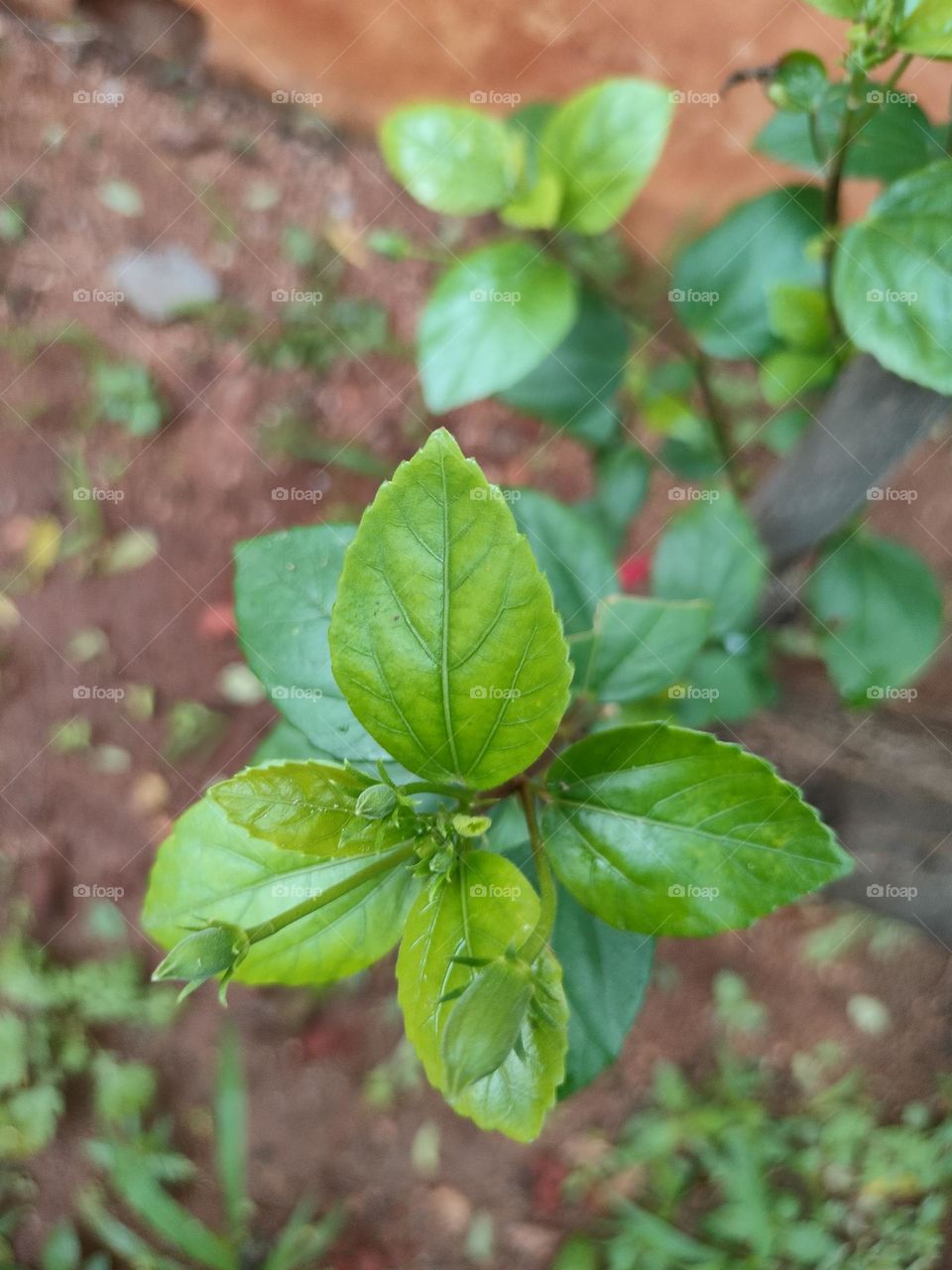 Dasaval Flower Plant ☘️