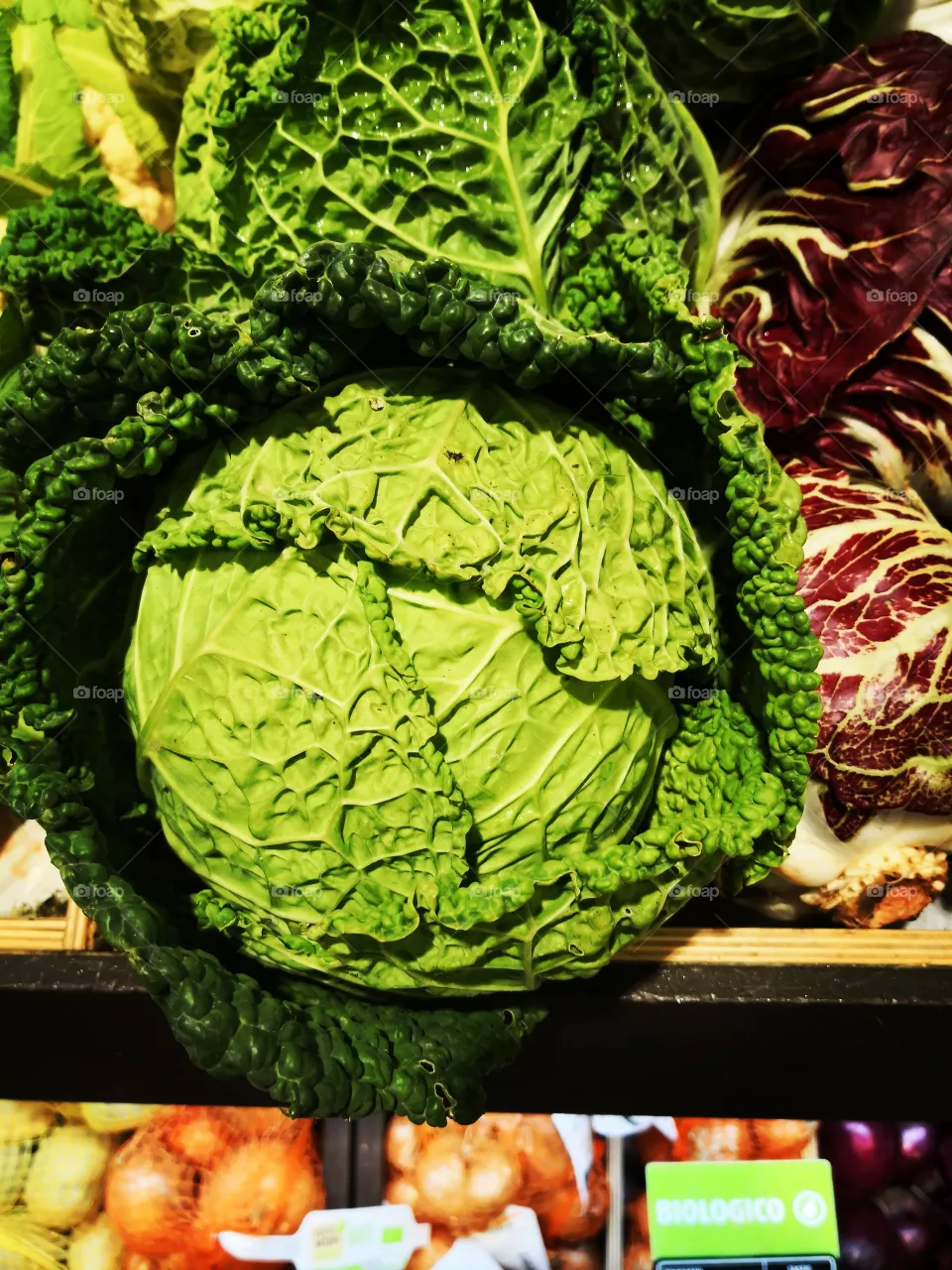 Cabbage