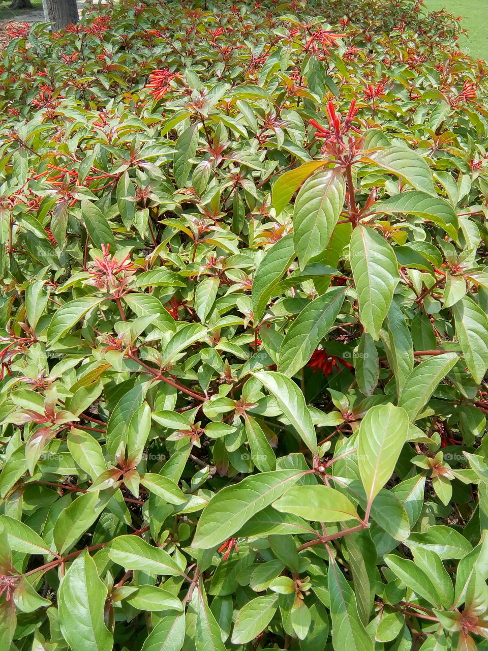 beautiful plants in garden.