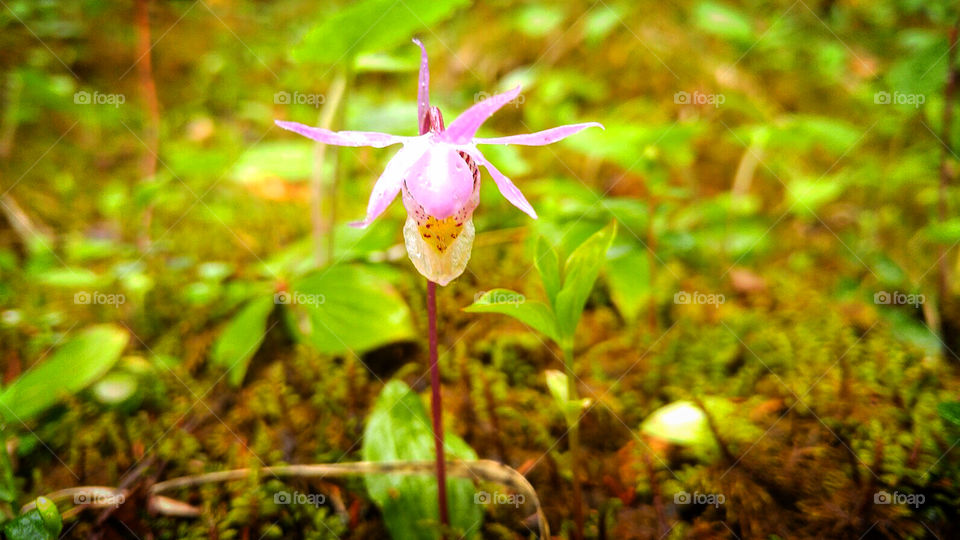 This delicate purple wildflower grows free in the green summer forests of Canada.
