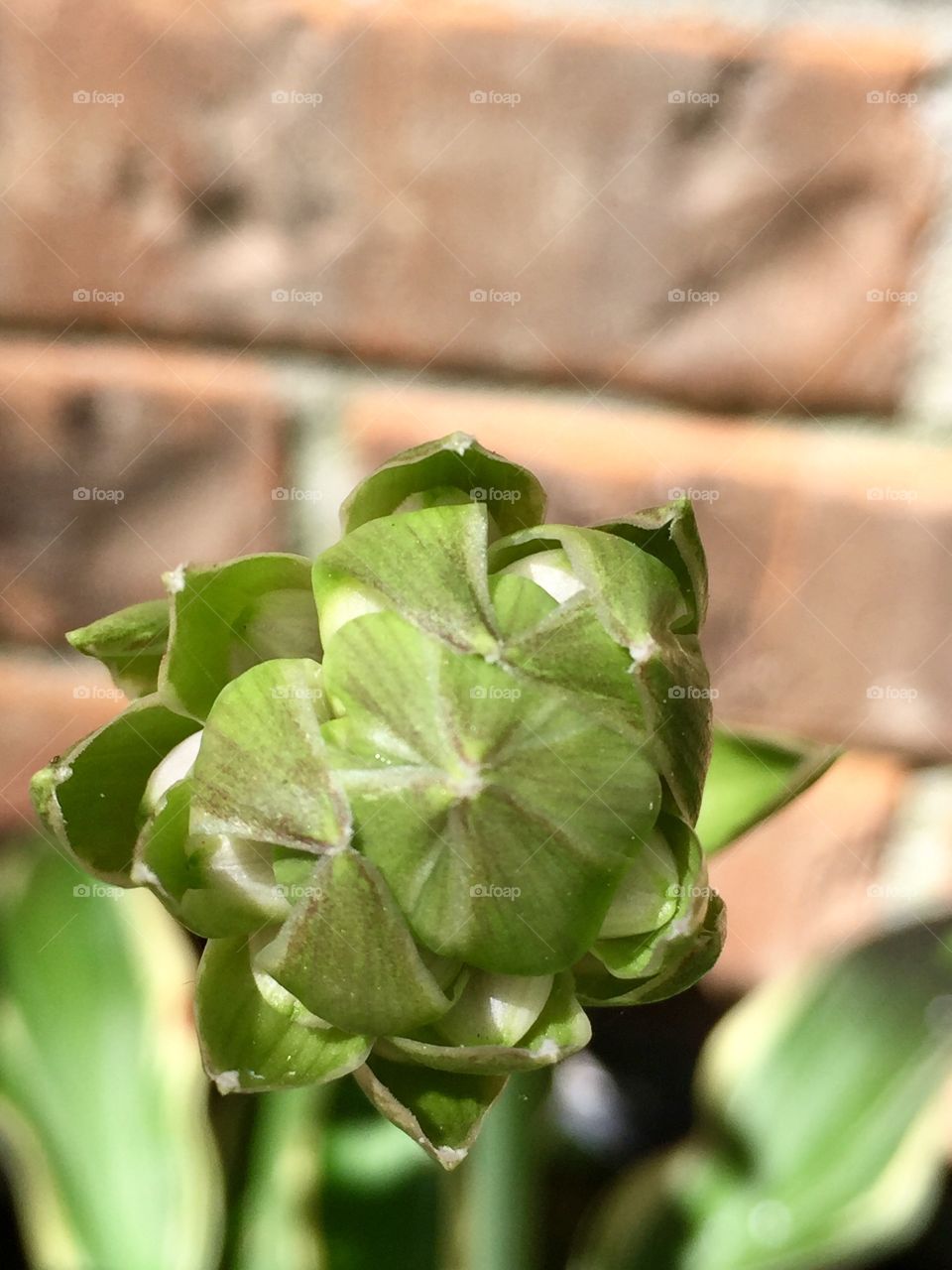 Macro Hosta flower bud