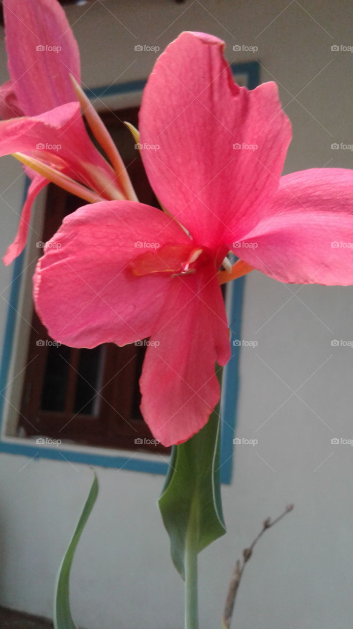 red colour beautiful flower in my garden