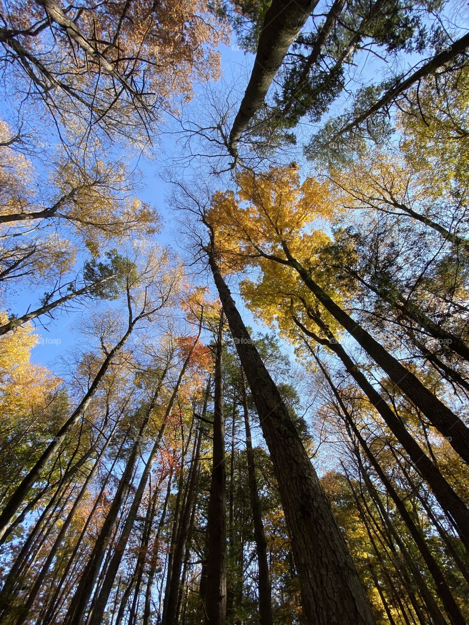 Autumn canopy