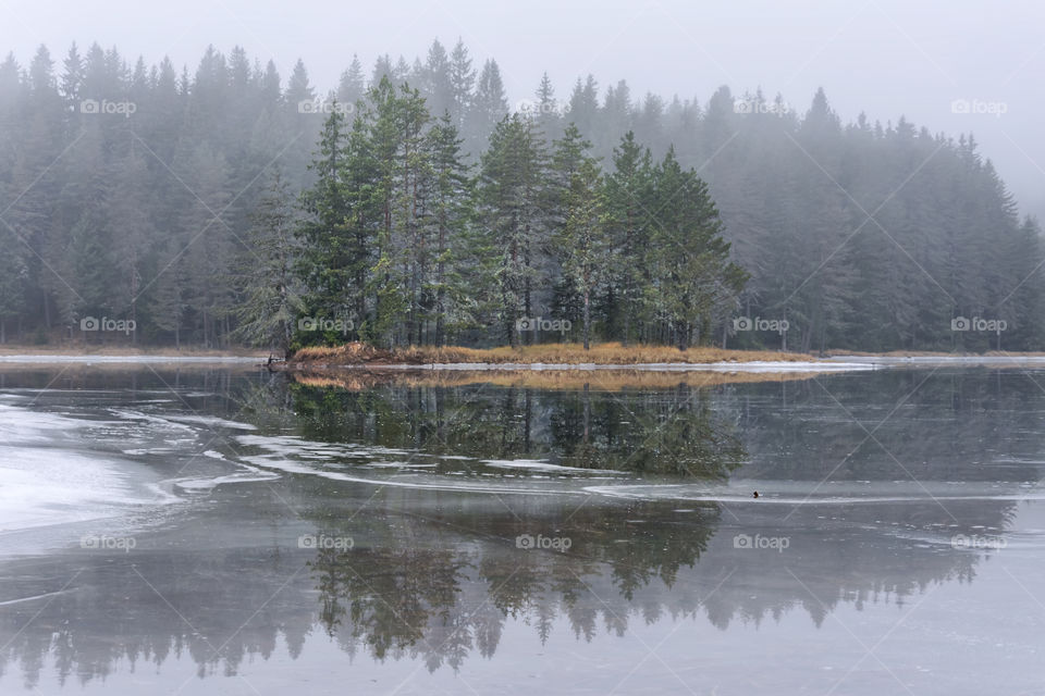 Frozen trees reflecting on foggy lake