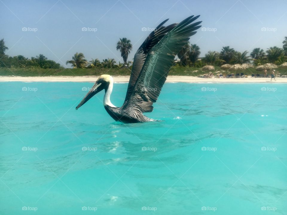 Pelican spreading its wings to get ready for flight from the sea 