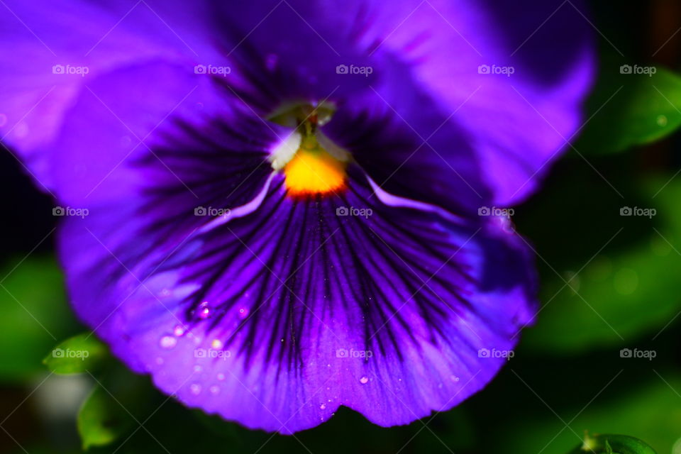 Purple & Rain ☔️