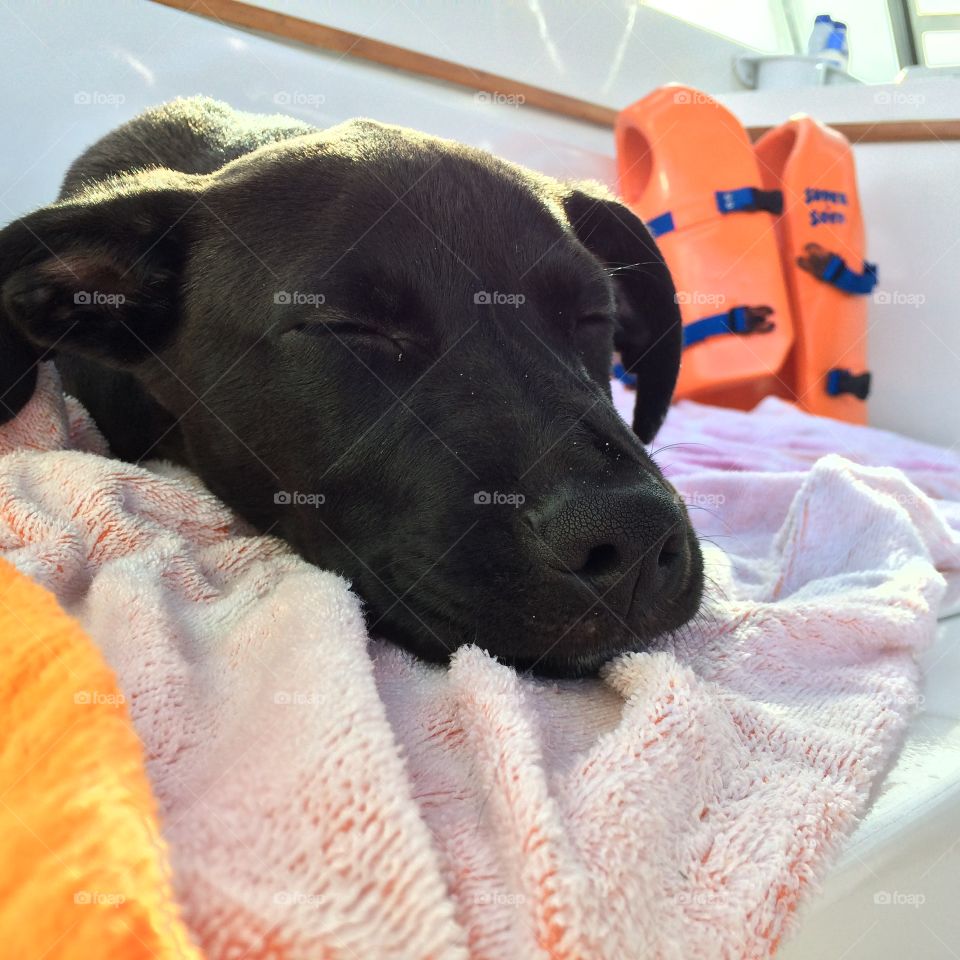 Dog on a boat taking a nap