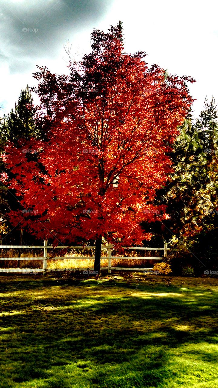 backyard tree on fire