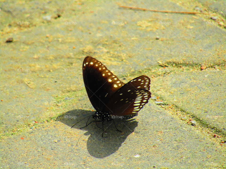 Beautiful butterfly Euploea core, the common crow is a common butterfly .Common Indian crow, and in Australia as the Australian crow.It belongs to the crows and tigers subfamily Danainae.