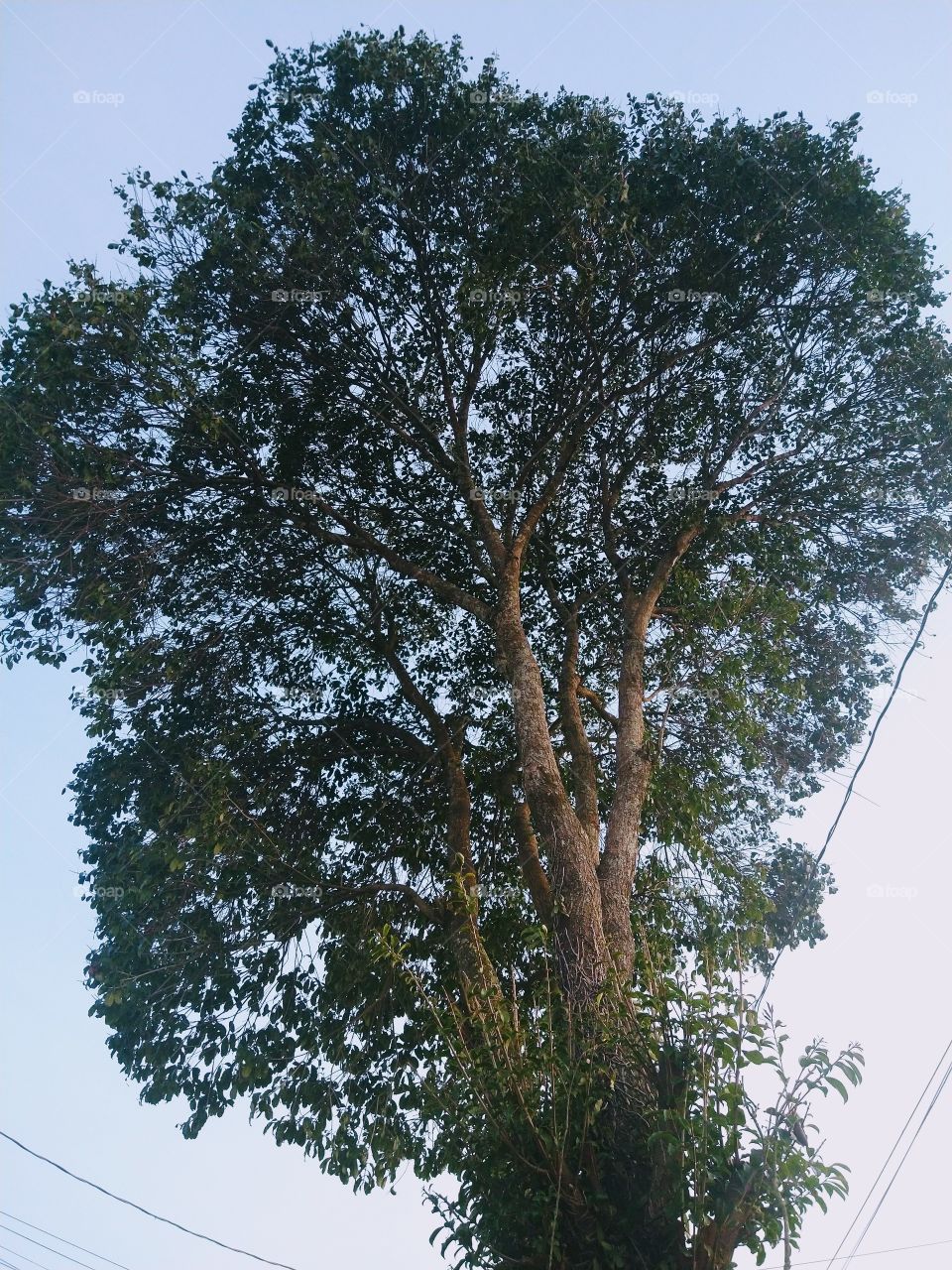 Árvore Curitiba PR Brasil