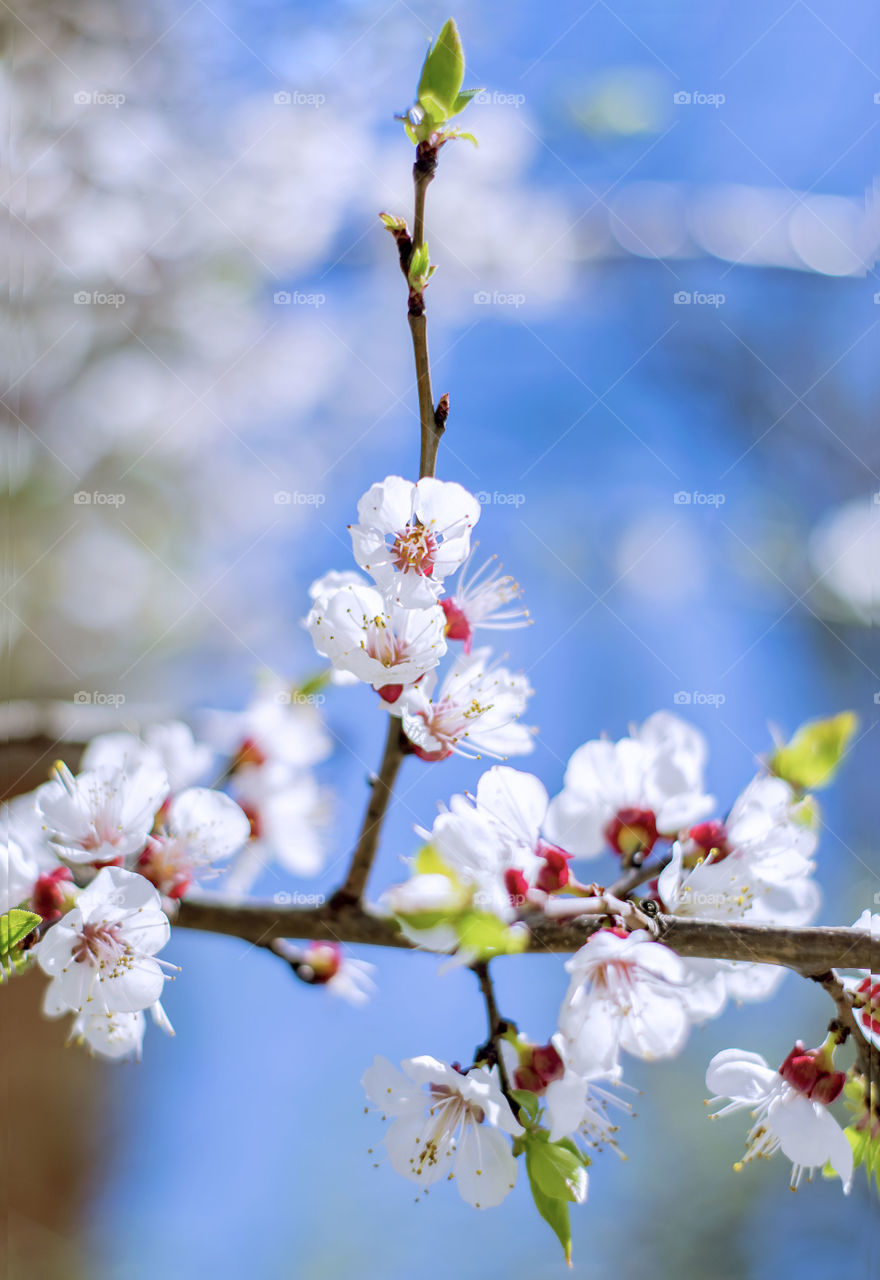 Blooming cherry tree. Branch with white flowers close-up. In the background is a blue sky. Beautiful background for photo wallpaper. Spring landscape