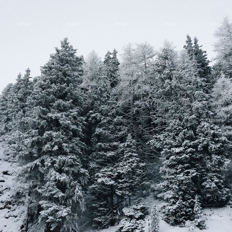 Snow forest