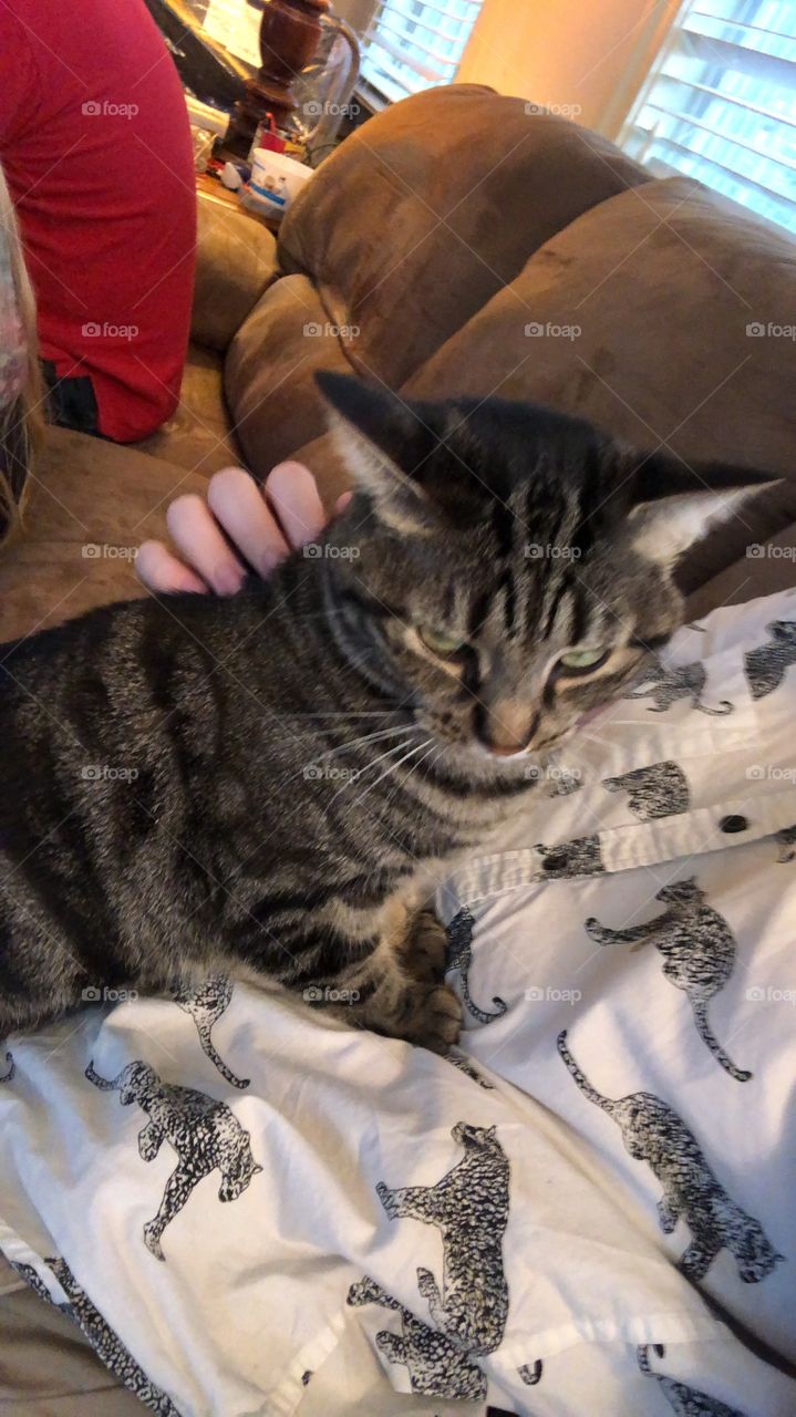 Pretty tabby cat green eyes on person lap being pet