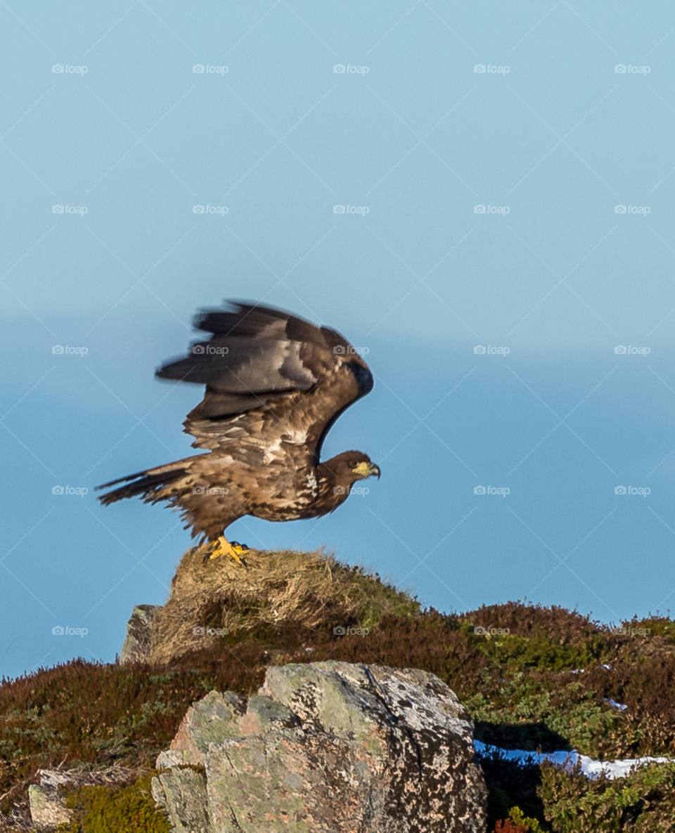 White tailed eagle