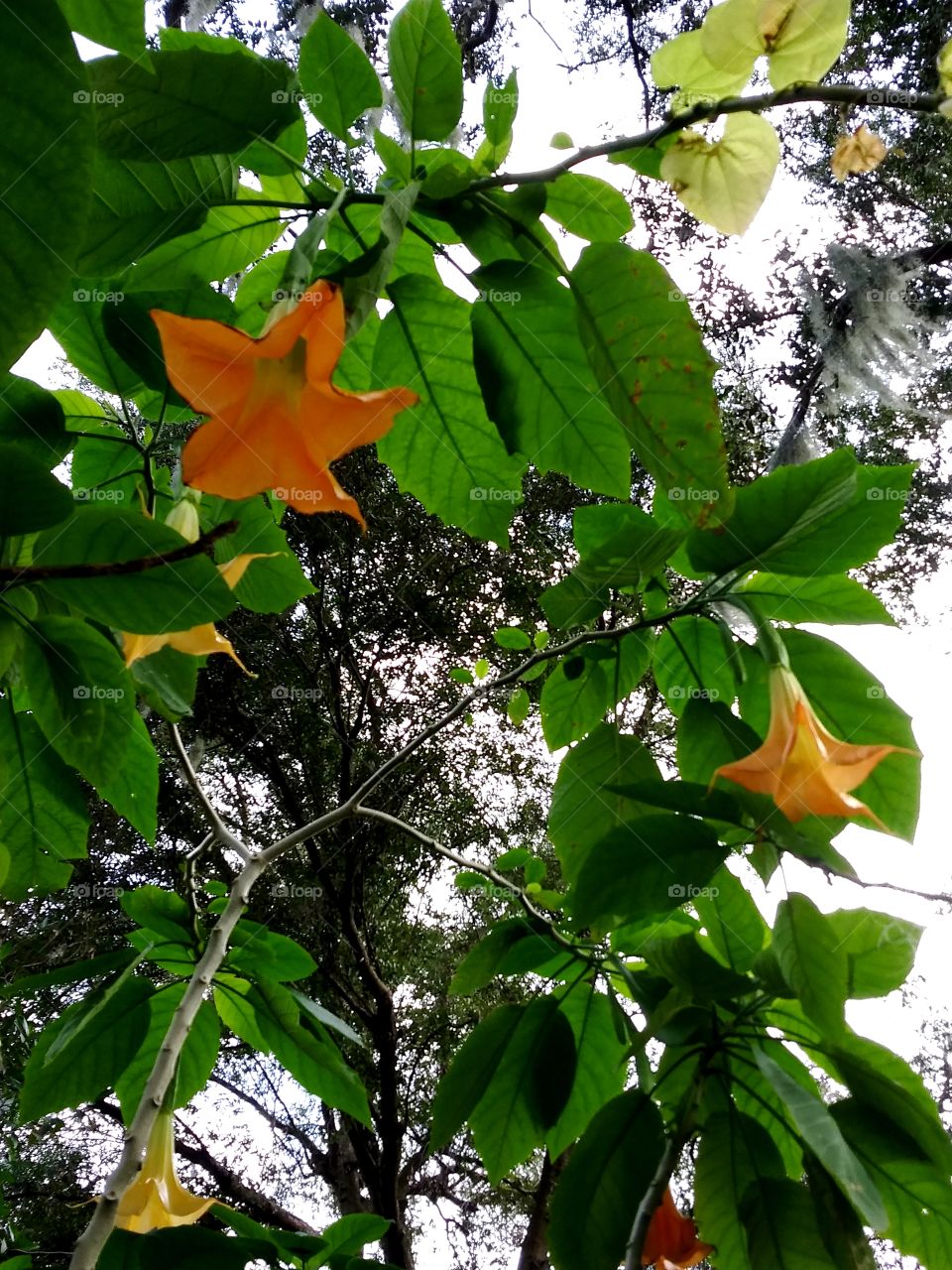 orange & yellow star flowers