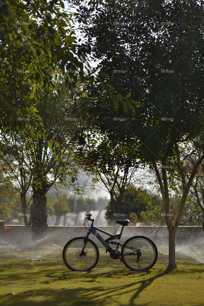 Tree, No Person, Wood, Bike, Road