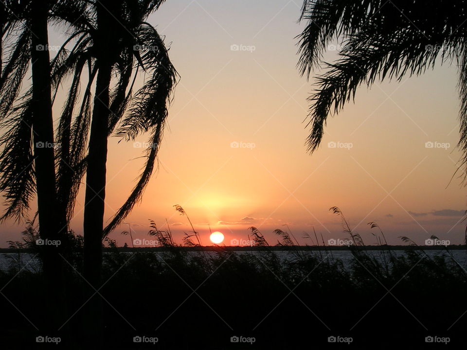 Florida Sunset Through the Palms