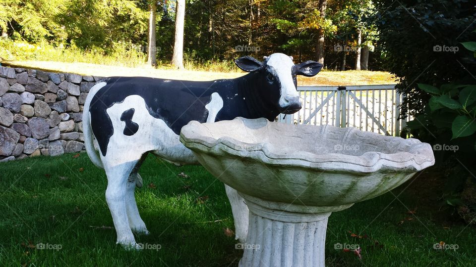 MILK COW.