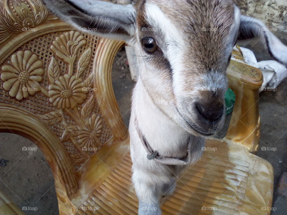 Cute Baby Goat