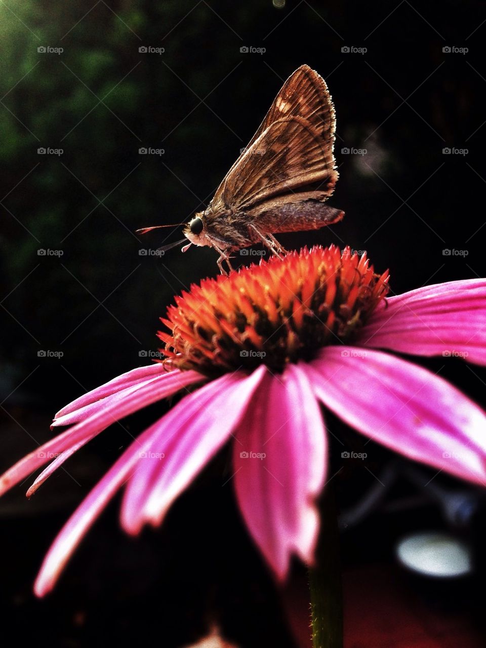 Crazy daisies attract the most beautiful insects...