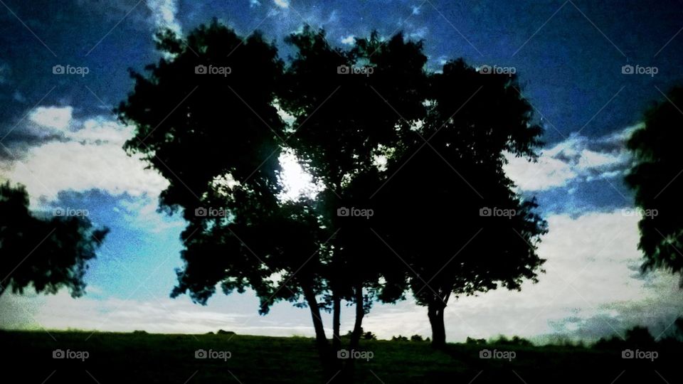 Moon between the tress