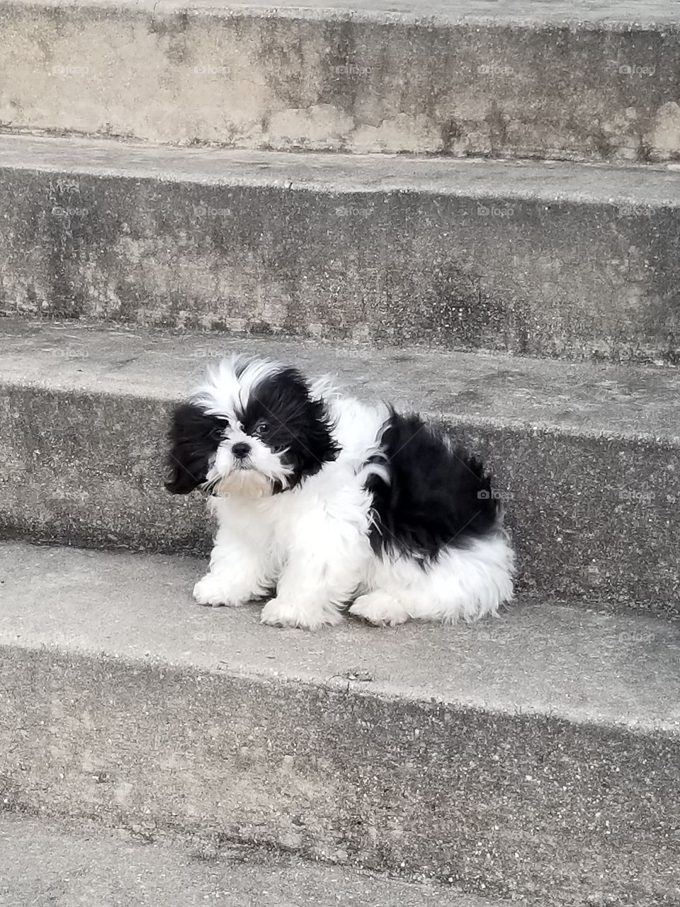 winds and puppy