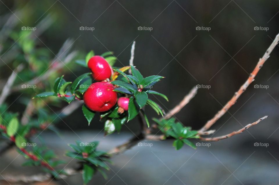 Winter Berries