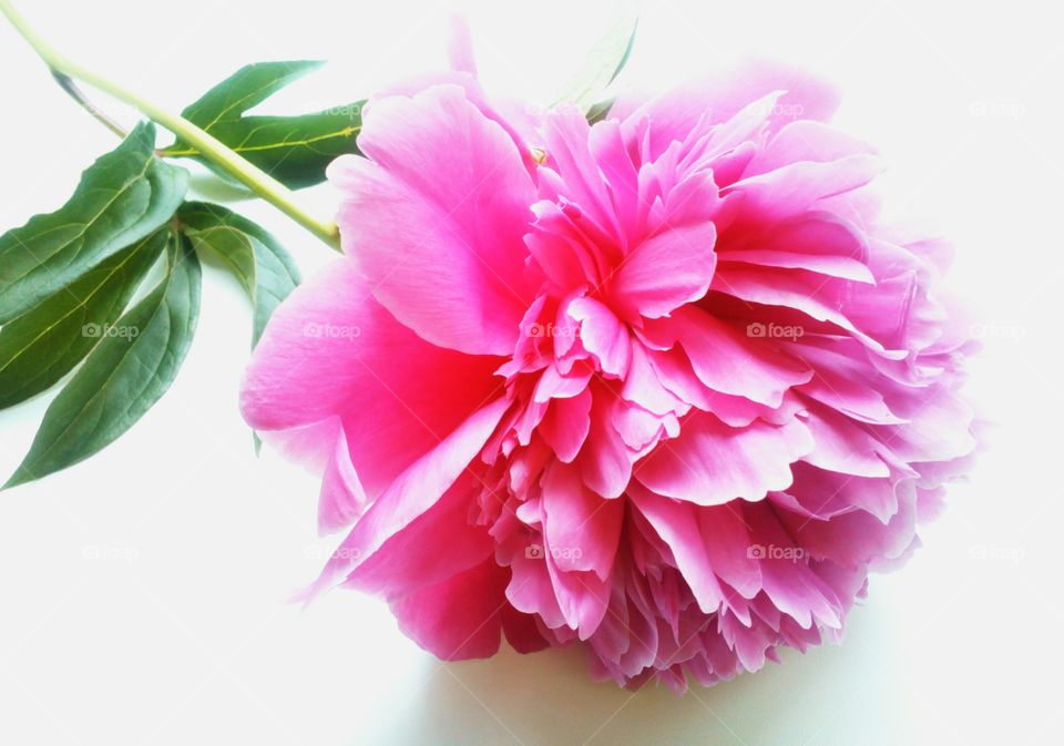 pink peony flower