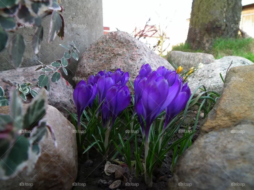 crocuses