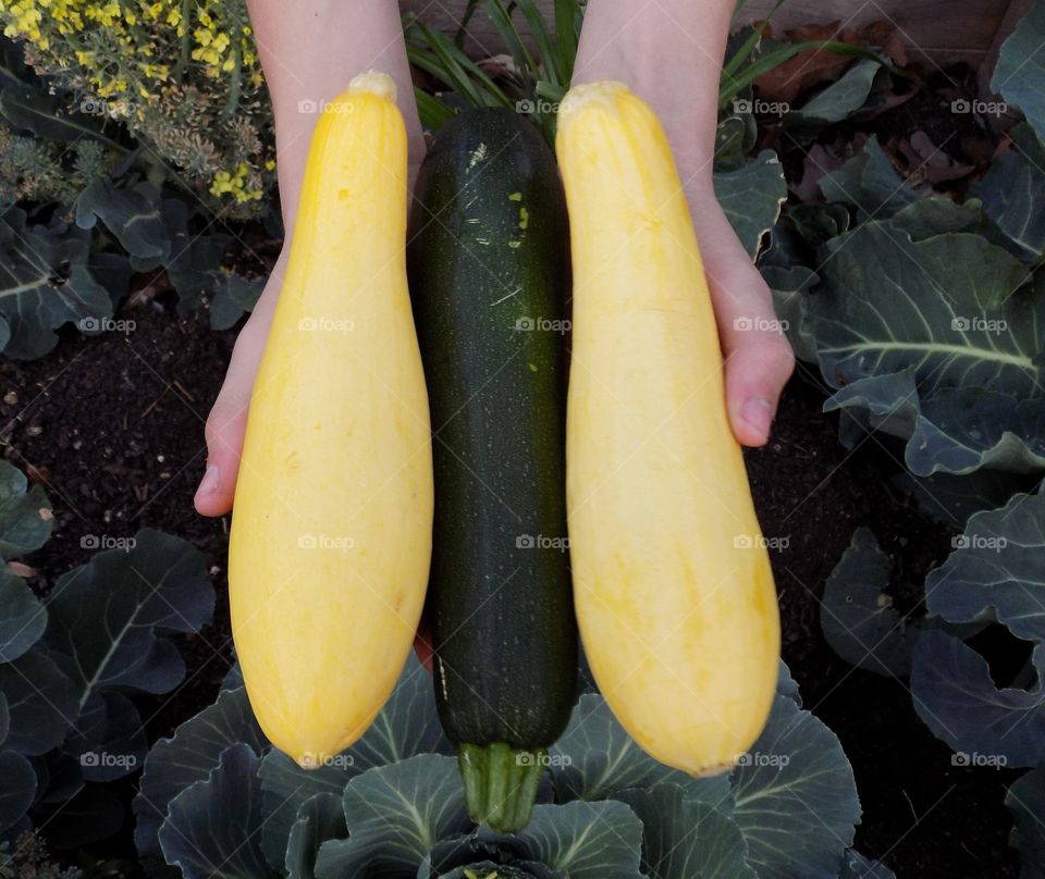 Yellow and Green Squash
