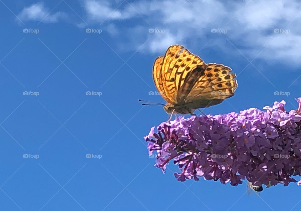 Imperial coat Butterfly in the sunlight 