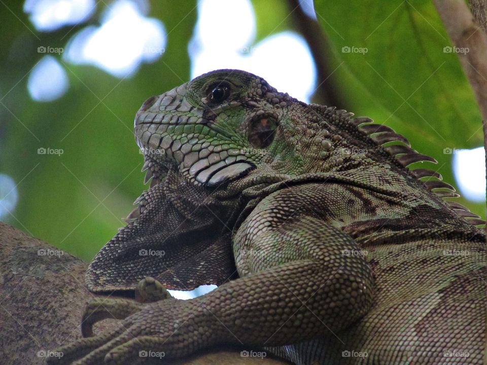 Lizards are the most beautiful, friendly and fun animals. They are ables to climb large trees and camouflage well, this species is the Iguana iguana, found in Brazil and several other countries