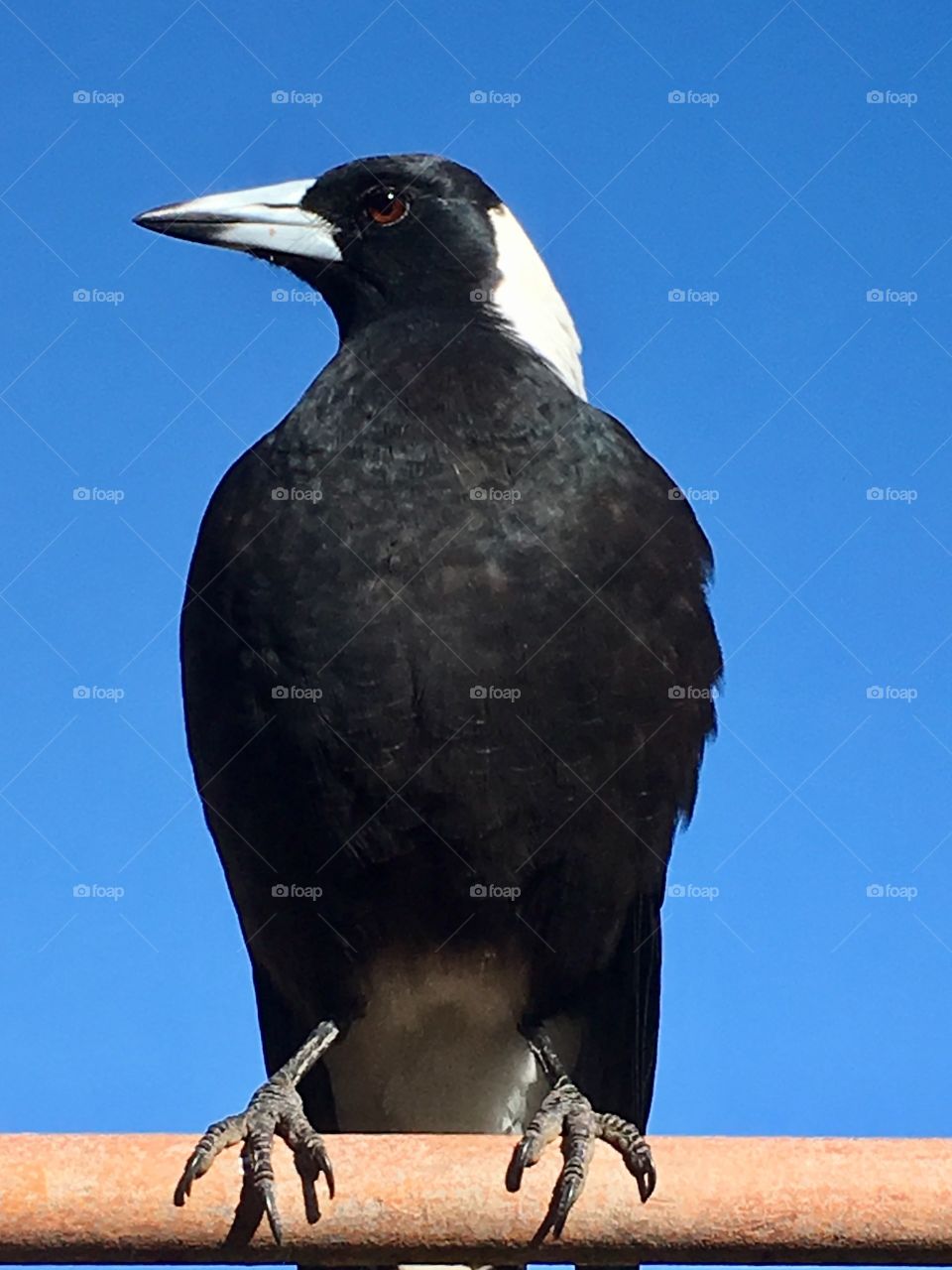 Closeup front body shot magpie perched on pole against a vivid clear dramatic blue sky