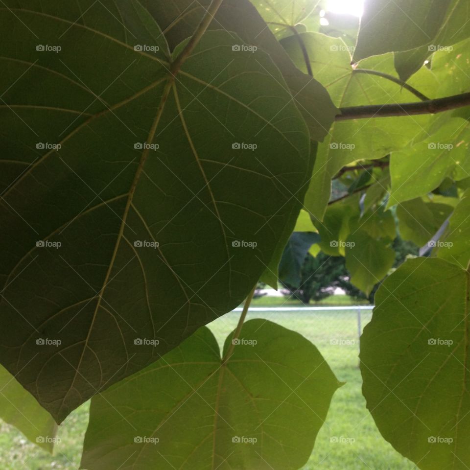 Big leaf tree