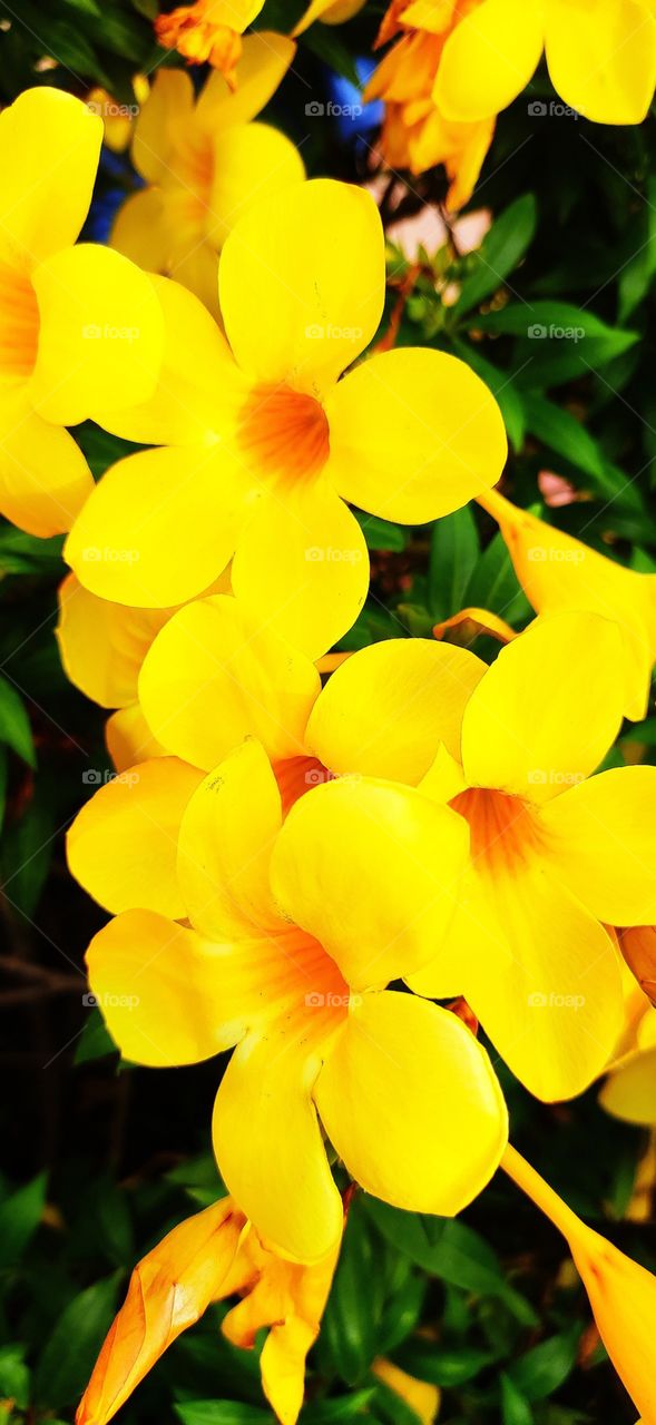 yellow flowers