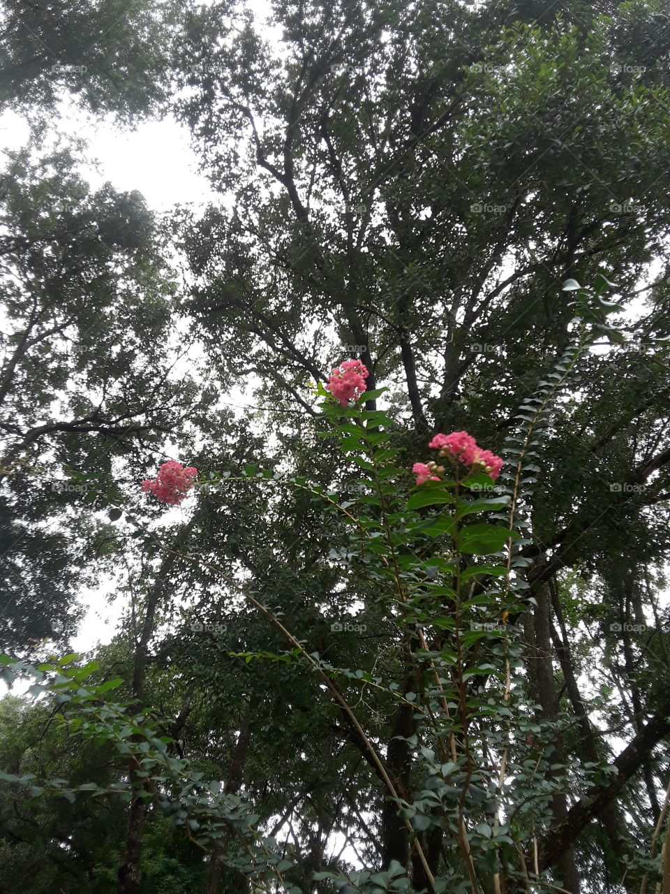 Flowers in the Trees