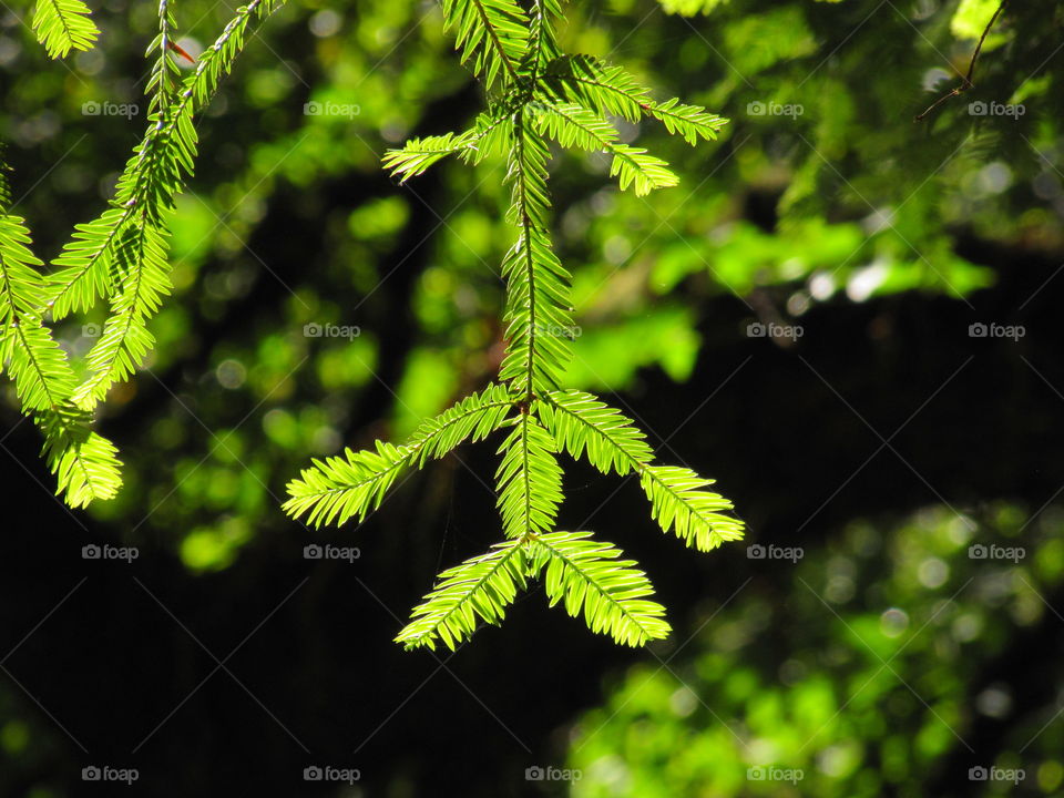 Brilliant sun reflecting off pine needles