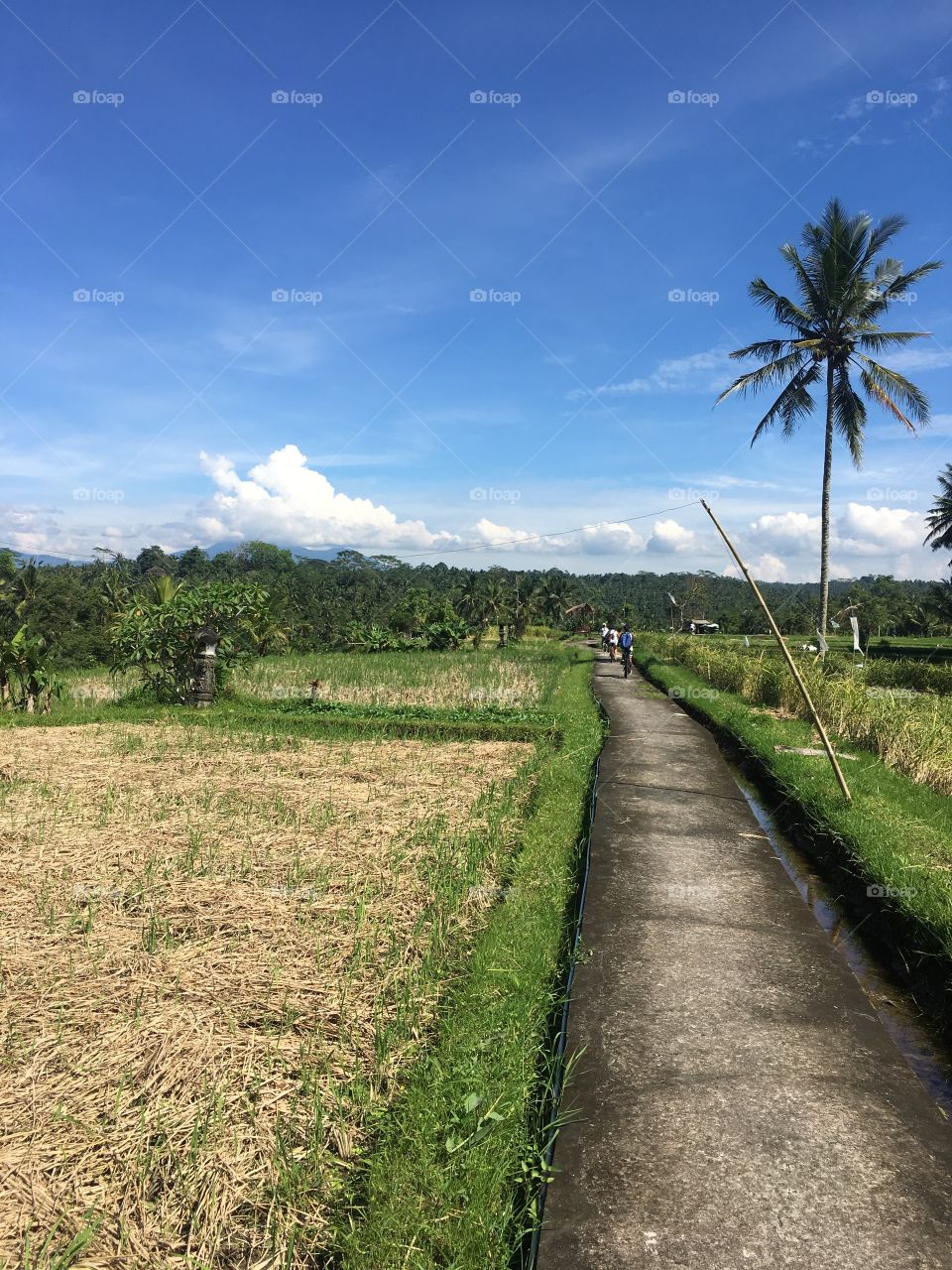 I was doing a bicycle tour, being shown the beauty of the rice paddies of Bali 