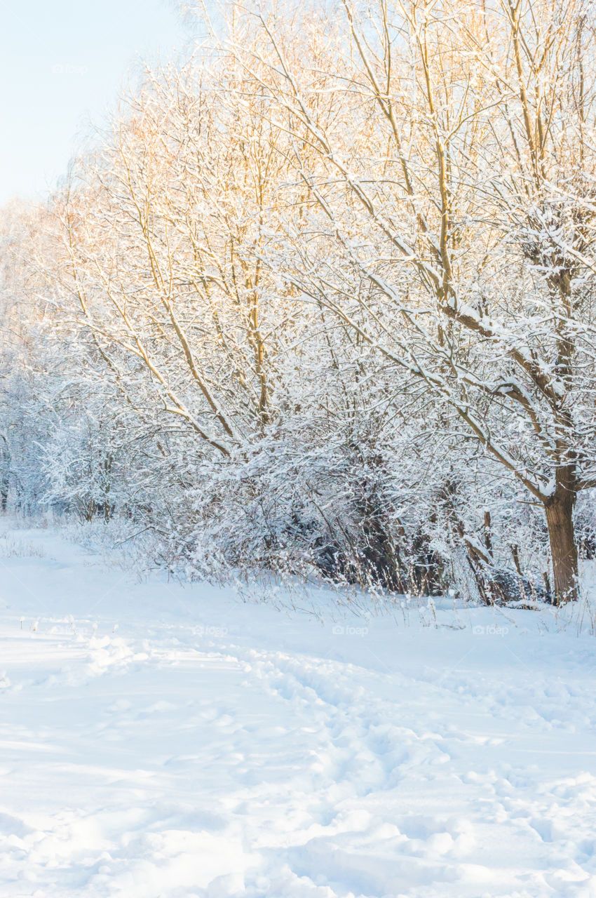 Forest in every season