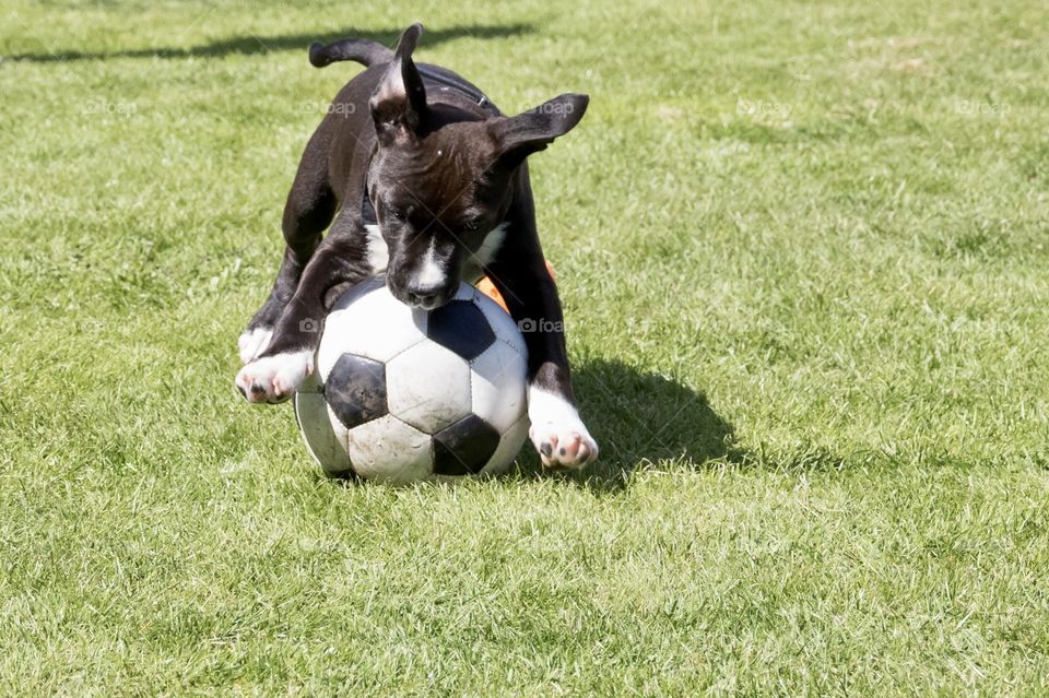 Puppy loves playing soccer 