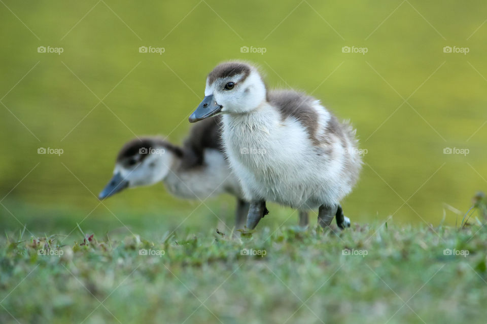 Baby goose!