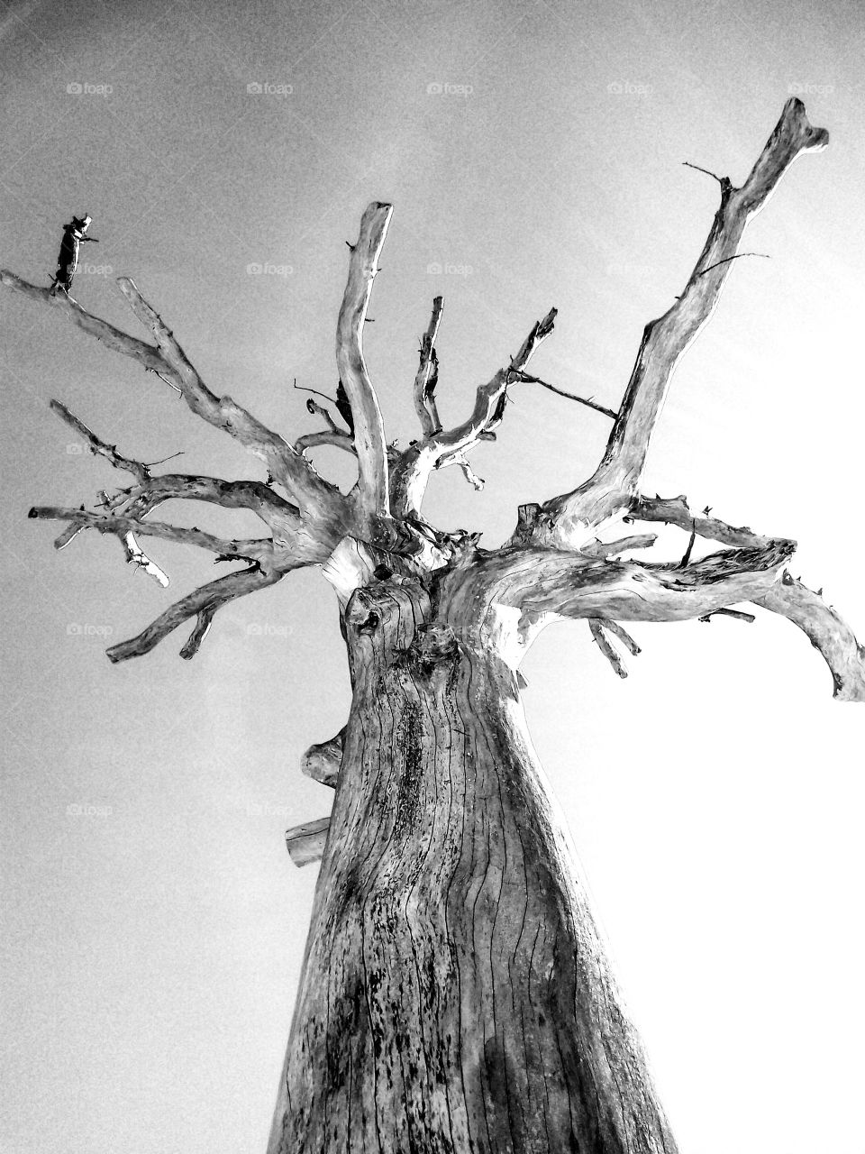 dead wood. deae tree